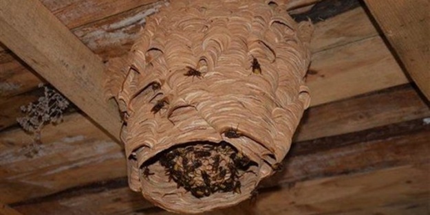 Katil arılardan Türkiye'de bir ilk!