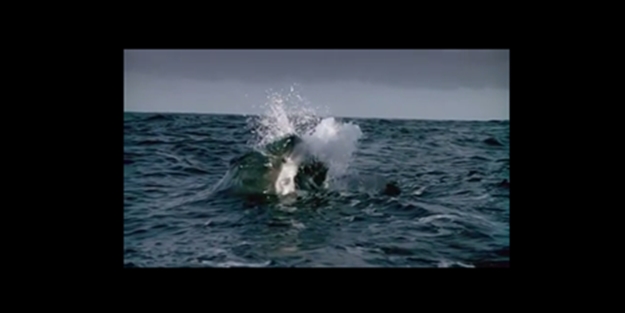 Katil köpek balığının avı - VIDEO