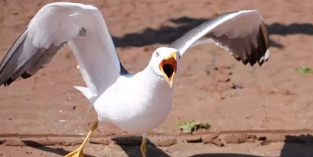 Katil martı paniği: Sayıları giderek artıyor