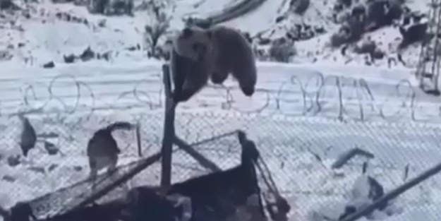 Kato Dağı'ndaki askeri üsse ayı girdi!