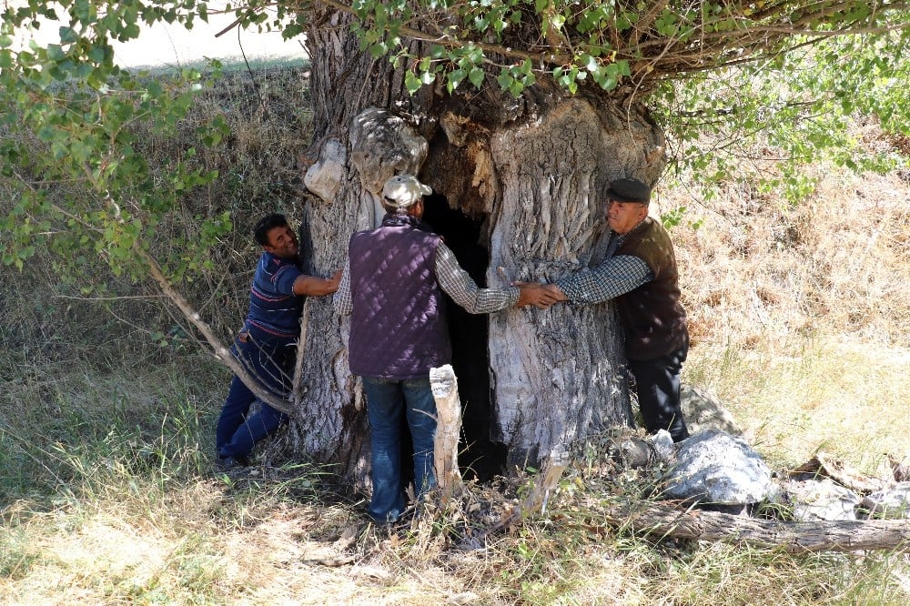 Kavak ağacının kovuğuna 5 kişi sığdı 