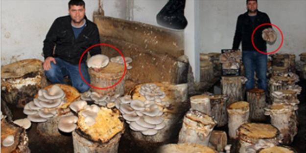 Kavak kütükleri geçim kapısı oldu