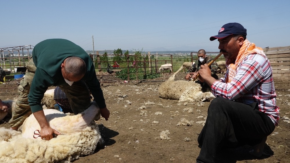 Kaval eşliğinde koyunlarını kırktılar 