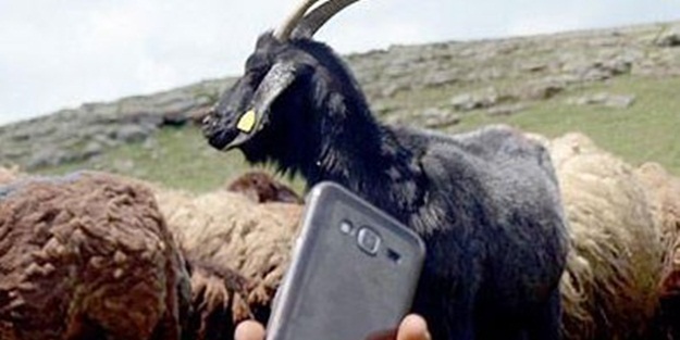 Kavalın yerini almaya başladı