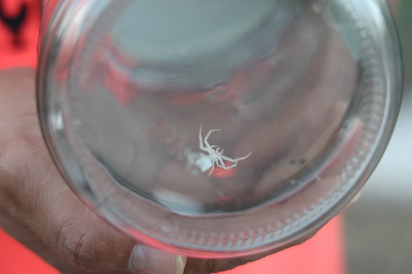 Kavanoz içinde besliyor! İnsan yüzlü böcek görenleri şaşırtıyor