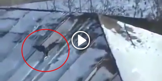 Kavanoz kapağıyla çatıda kayak yapan karga