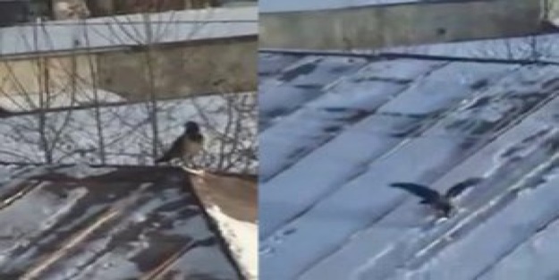Kavanoz kapağıyla çatıda kayan karganın keyfi