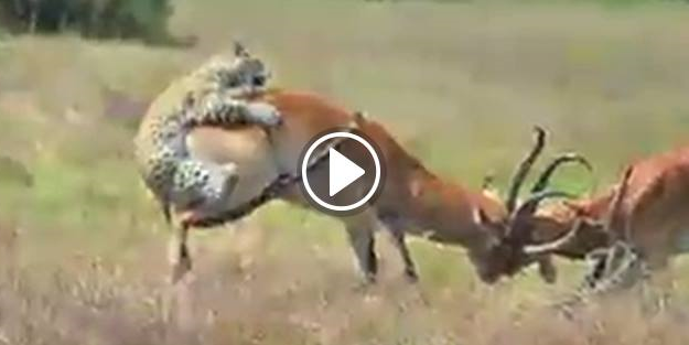 Kavga eden antiloplara saldıran leopar... İnanılmaz!