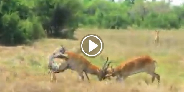 Kavga eden antiloplara saldırdı!