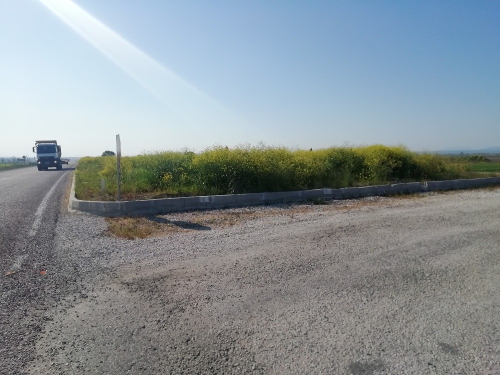 Kavşakta bulunan yüksek otlar trafiği engelliyor 