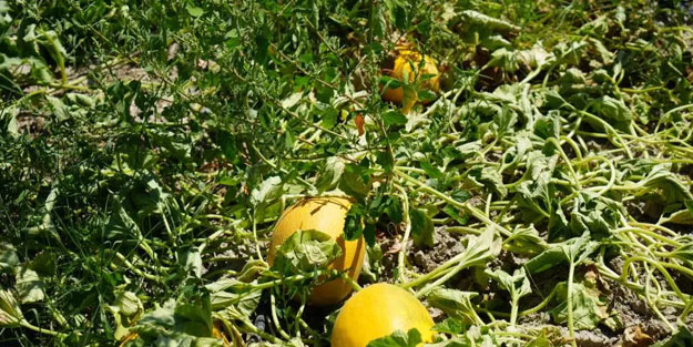 Kavunun kilosu 3 lira kadar düştü diyen çiftçi tepki çekti! Tarlada bıraktı