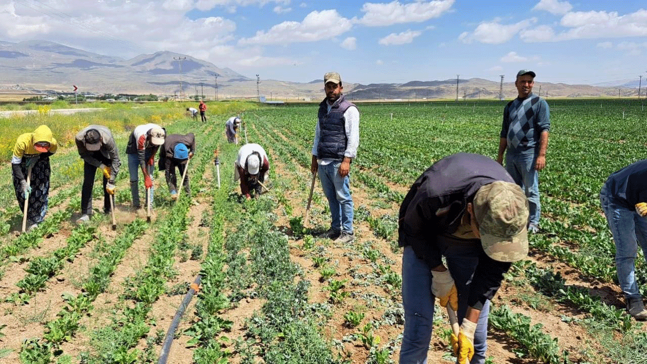 Kavurucu sıcağa aldırmadan çalıştılar! Ekmek mücadelesi yürek burktu