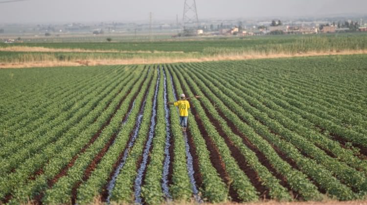 Kavurucu sıcaklar pamuk üretimine yarıyor