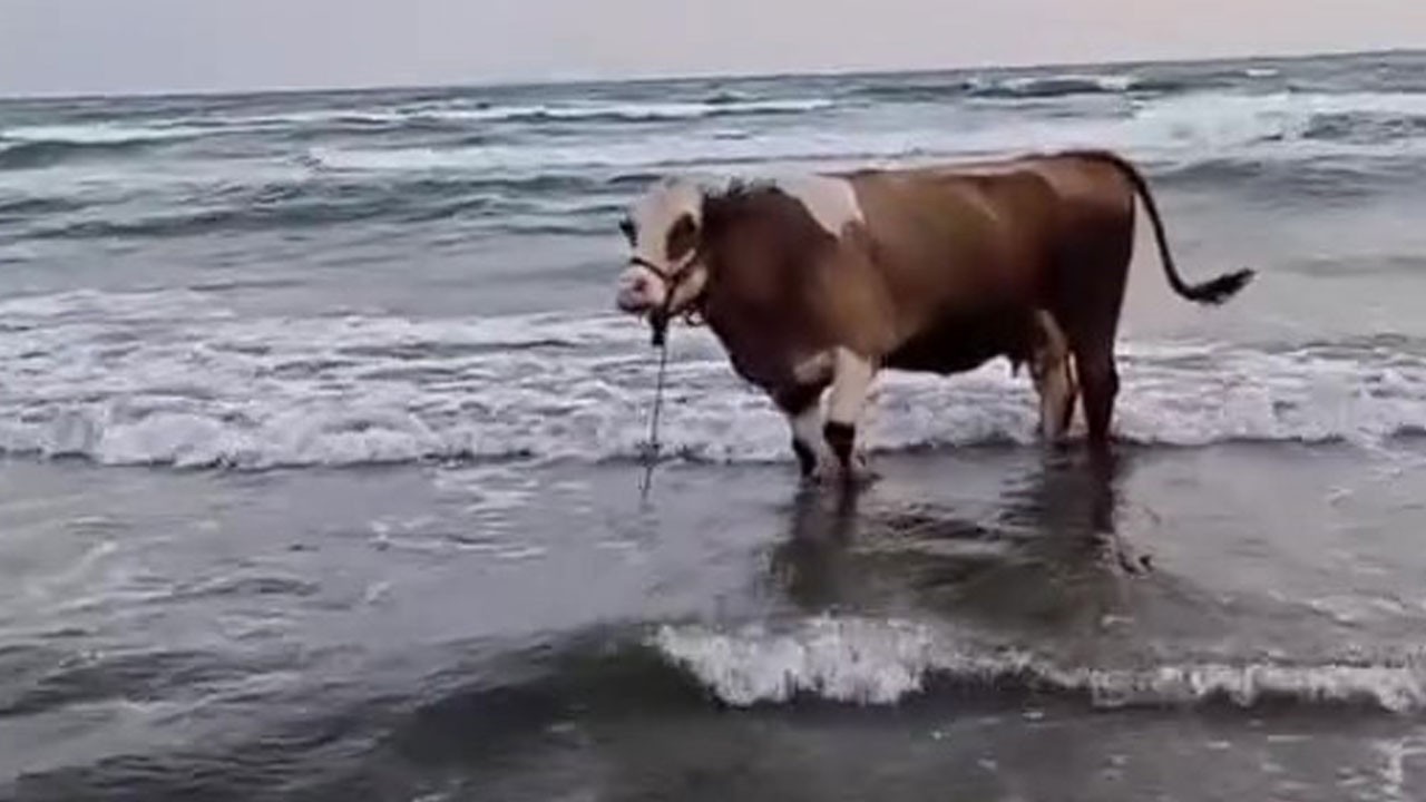 Kavurucu sıcaklardan kaçtı, denizde serinledi