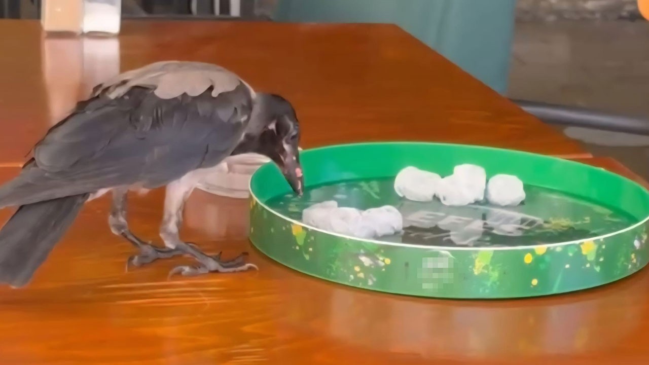 Kavurucu sıcakta oraya sığındı! Sıcaktan bunalan karga bakın ne yaptı