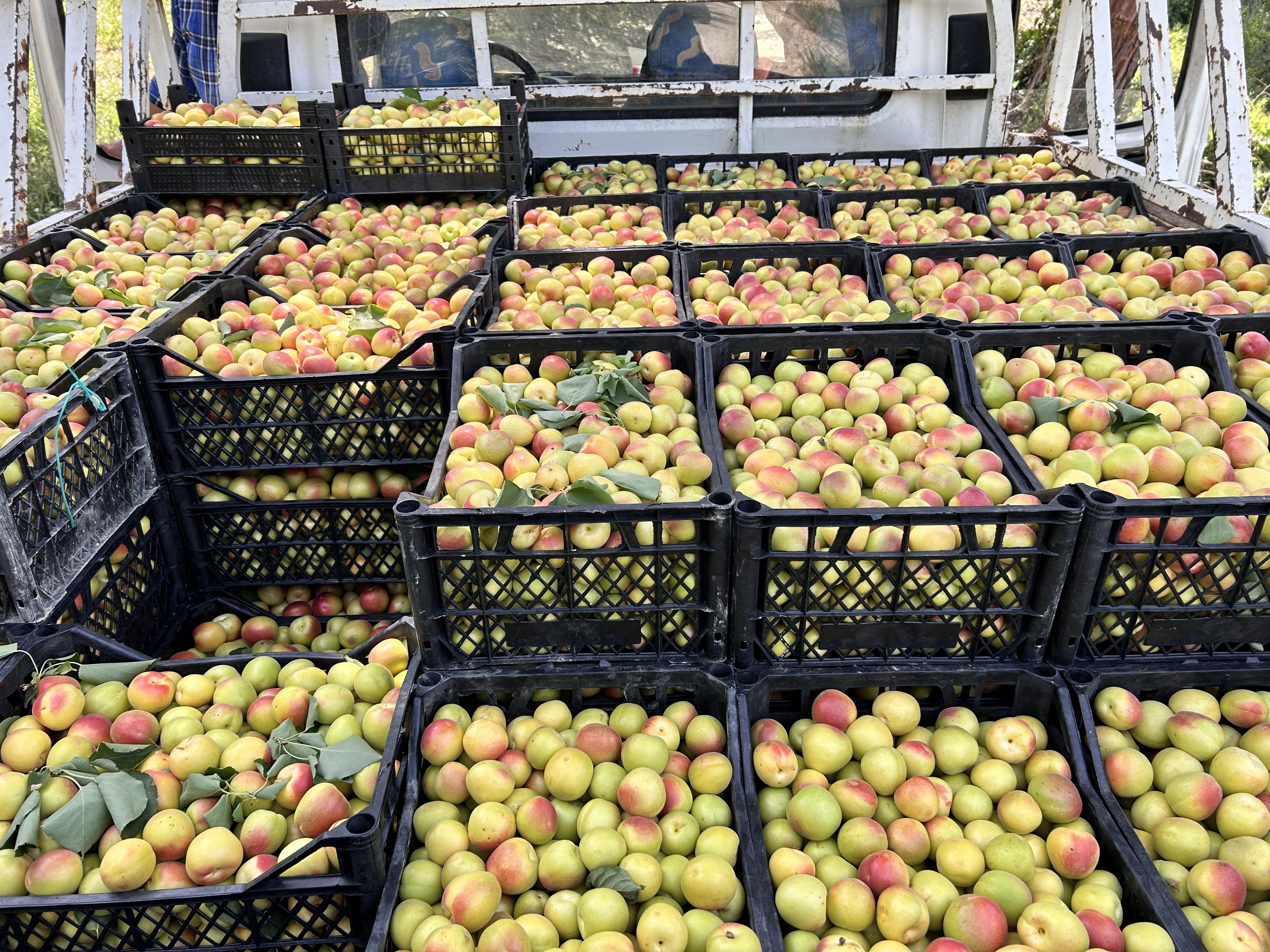 Kavurucu sıcakta zorlu hasat: Kayısı tarladan 25 TL ile 30 TL arasında alıcı buluyor