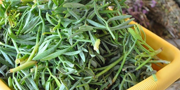 Kaya koruğu nedir? Bu gerçeği ilk kez duyacaksınız: Şifa olacak