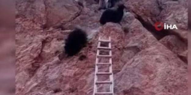 Kayalıklarda mahsur kalan hayvanlar halatla kurtarıldı