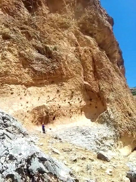 Kayalıklarda mahsur kalan keçileri AFAD kurtardı 