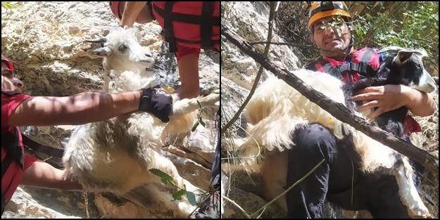 Kayalıklarda mahsur kalan keçileri JAK timleri kurtardı