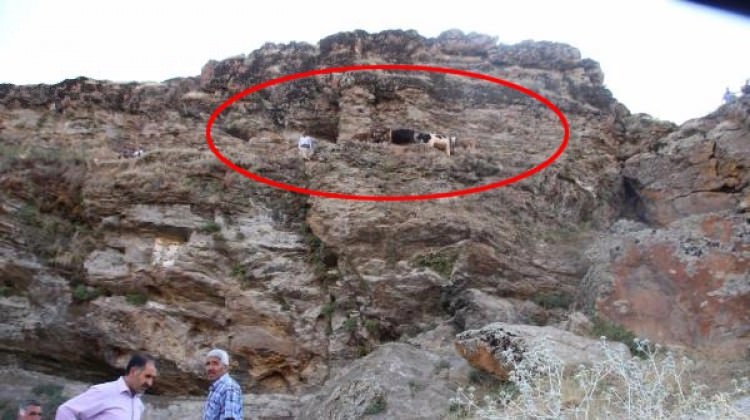 Kayalıklarda mahsur kaldılar! Köylü seferber oldu