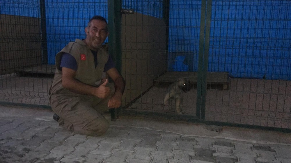 Kayalıkların arasına giren 4 aylık yavru köpek 10 gün sonra kurtarıldı 