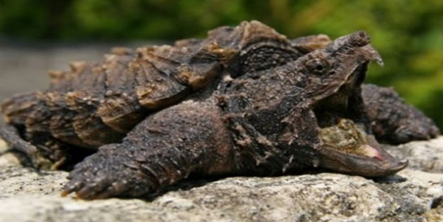 Kayaya benzeyen kaplumbağa türü keşfedildi