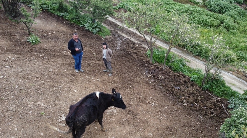 Kaybolan büyükbaş hayvanını gazeteciler yardımıyla drone ile buldu 