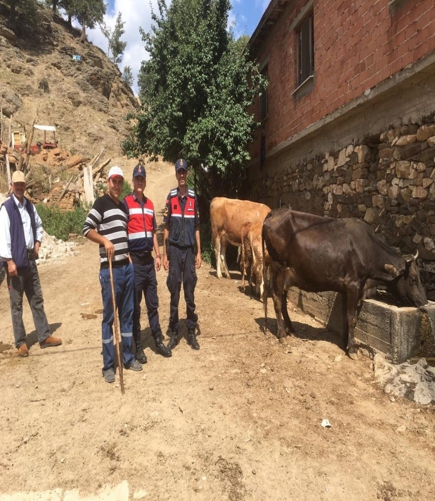 Kaybolan hayvanları jandarma buldu 