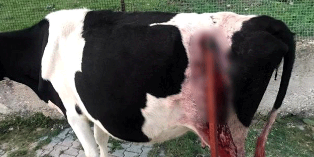 Kaybolan ineğini aramaya çıktı! Şoke oldu