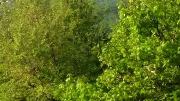 Kaybolan kadın ormanda bulundu