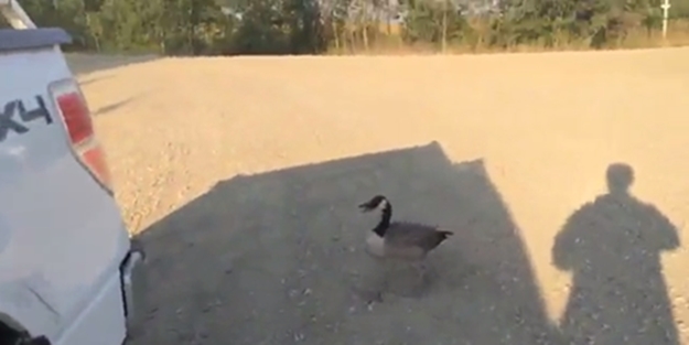 Kaybolan kaz bakın ne yaptı! - VIDEO