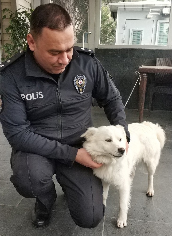 Kaybolan köpeğe polis şefkati 