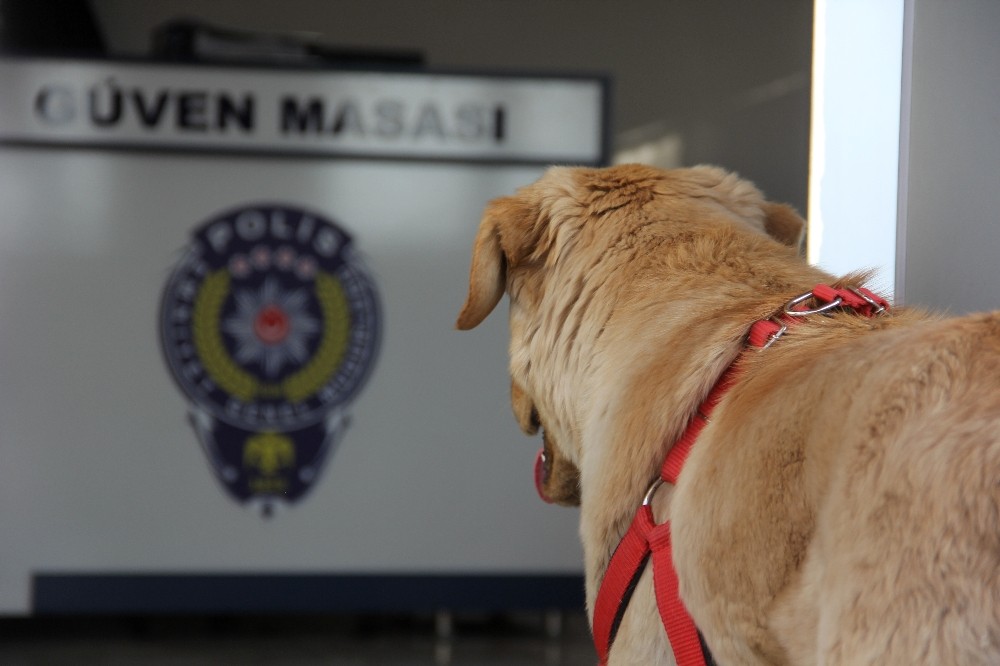 Kaybolan köpek karakola sığındı 