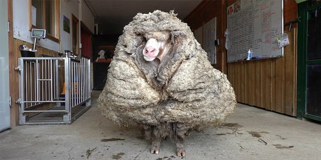 Kaybolan koyun 6 yıl boyunca saklanmış! İşte saklandığı yer