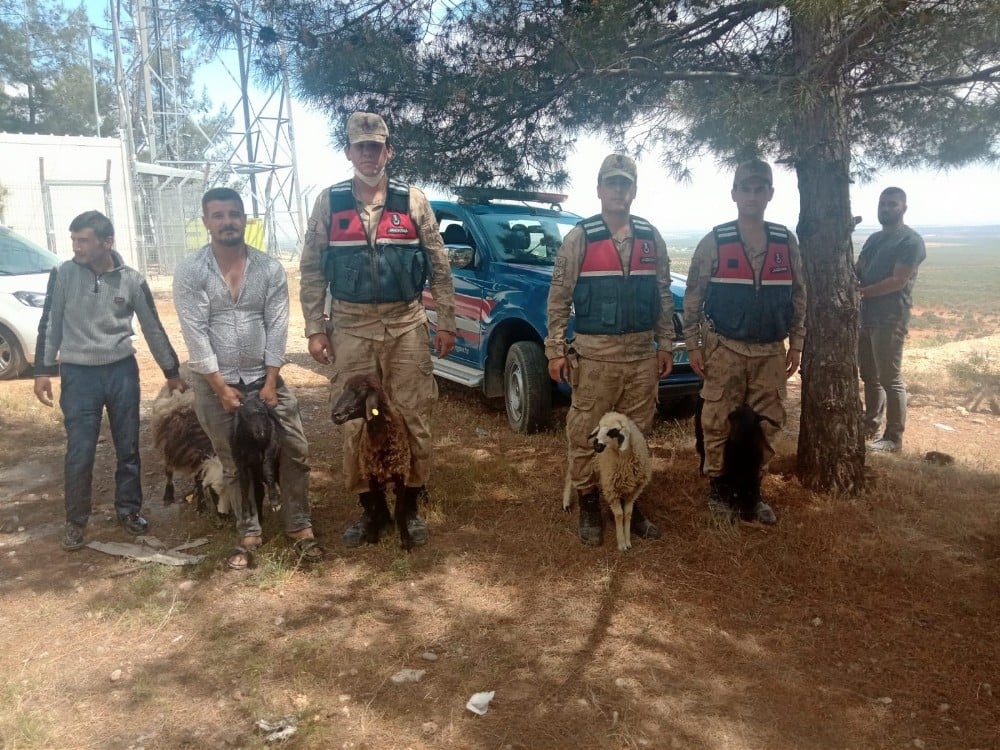 Kaybolan koyunları jandarma buldu 