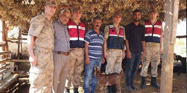 Kaybolan küçükbaş hayvanları jandarma buldu