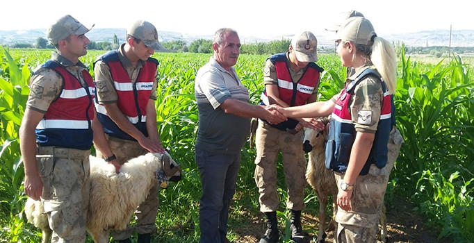 Kaybolan kurbanlıklar drone ile bulundu