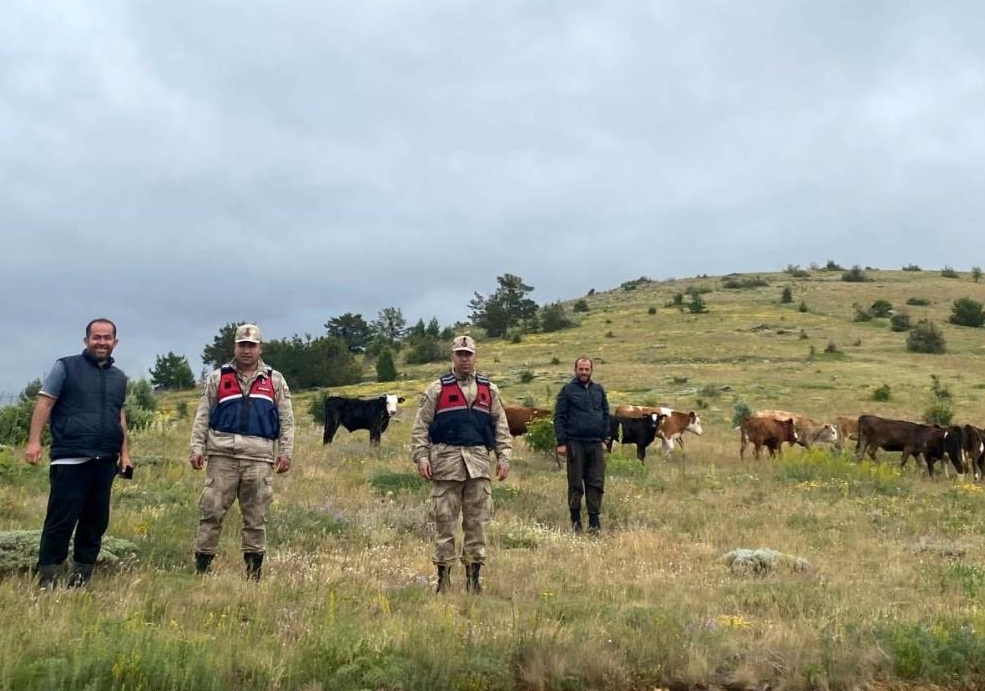 Kaybolan sığırlar Giresun’da bulundu