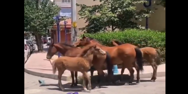 Kaybolan yavrusunu bulan yılkı atının sevinci kameralara böyle yansıdı