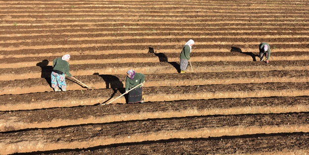 Kayın tohumları geçim kaynakları oldu