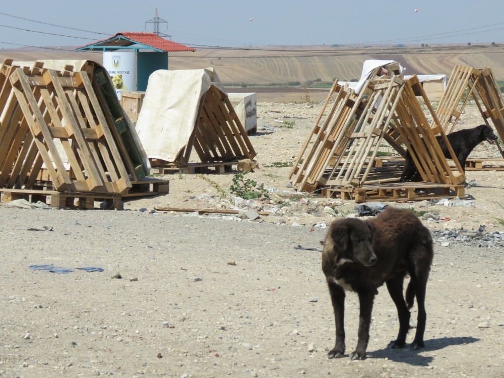Kayıp 300 köpek için suç duyurusu 