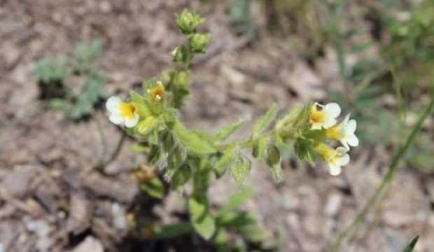 Kayıp bitki 130 sene sonra Amasya'da bulundu!