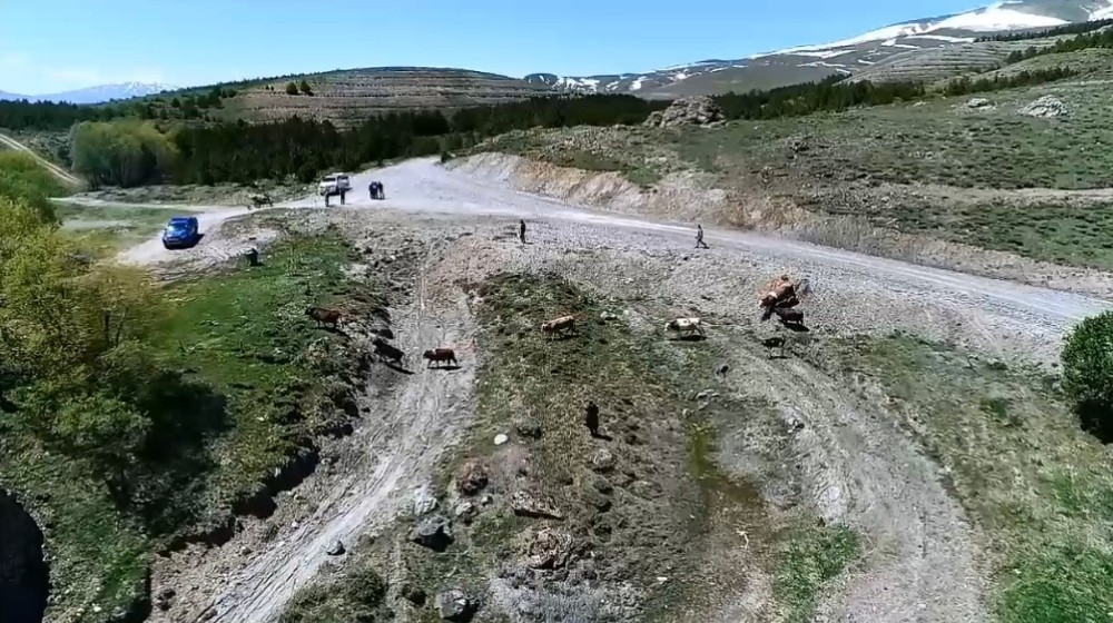 Kayıp büyükbaş hayvanları AFAD ekipleri dronla buldu 