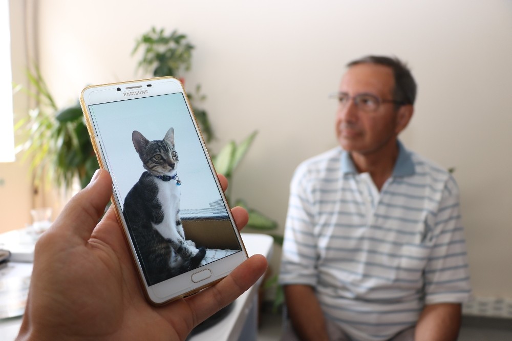 Kayıp can dostları kediyi bulana ödül verecekler 