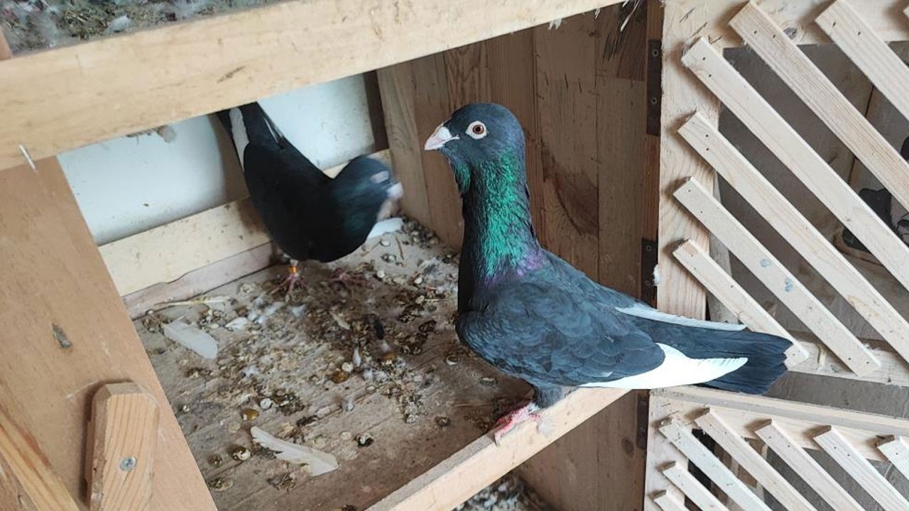 Kayıp iki güvercini bulana büyük ödül