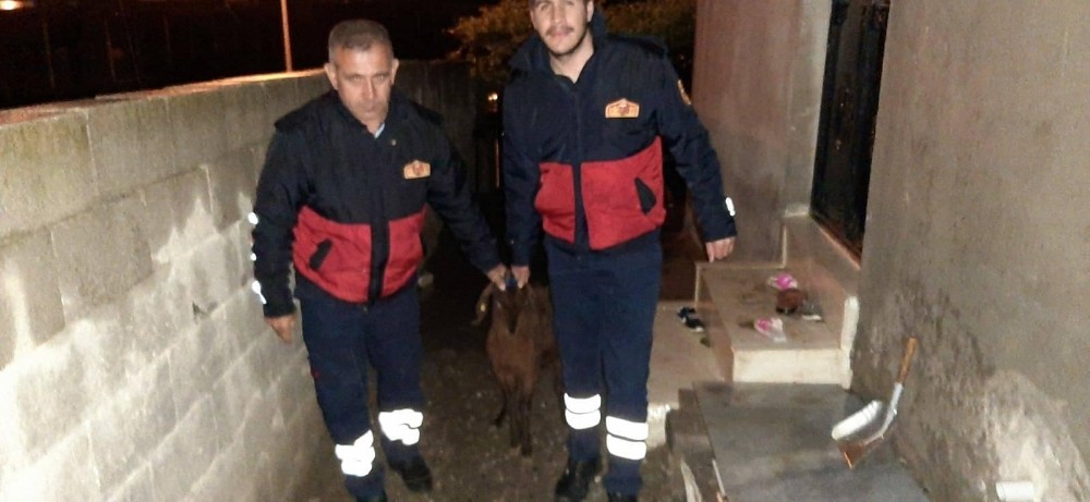 Kayıp keçi sahibine teslim edildi 