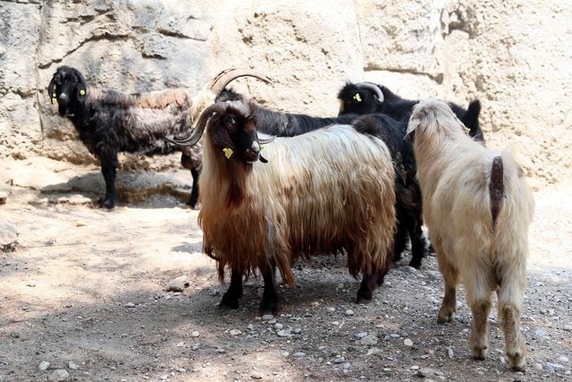 Kayıp keçileri jandarma buldu 