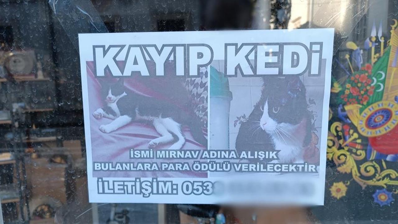 Kayıp kedisini bulana ödül verecek