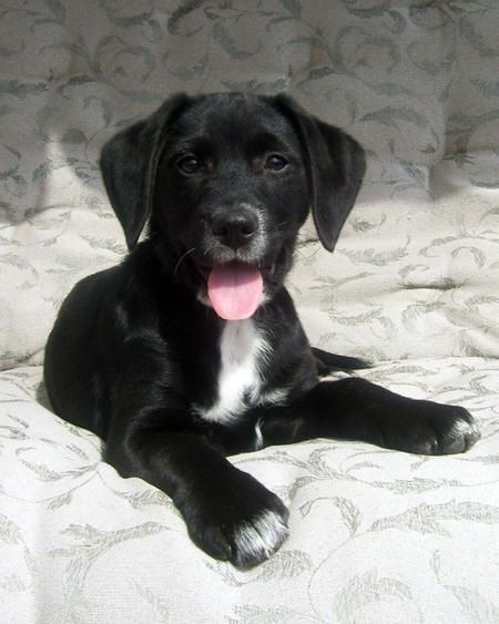 Kayıp köpeğini bulana bin TL ödül verecek 